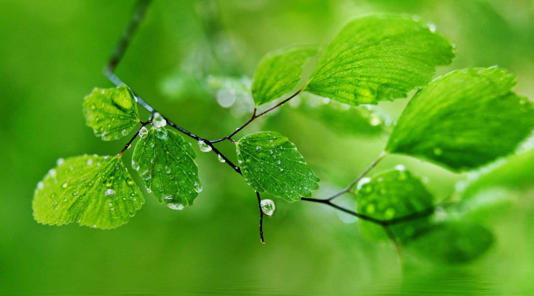 slider-image
